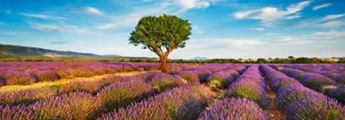 Lavender field and almond tree Provence France Canvas Art - Frank Krahmer (10 x 20)