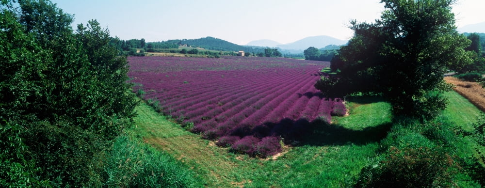 Lavender field in summer Provence-Alpes-Cote dAzur France Canvas Art - Panoramic Images (27 x 9)