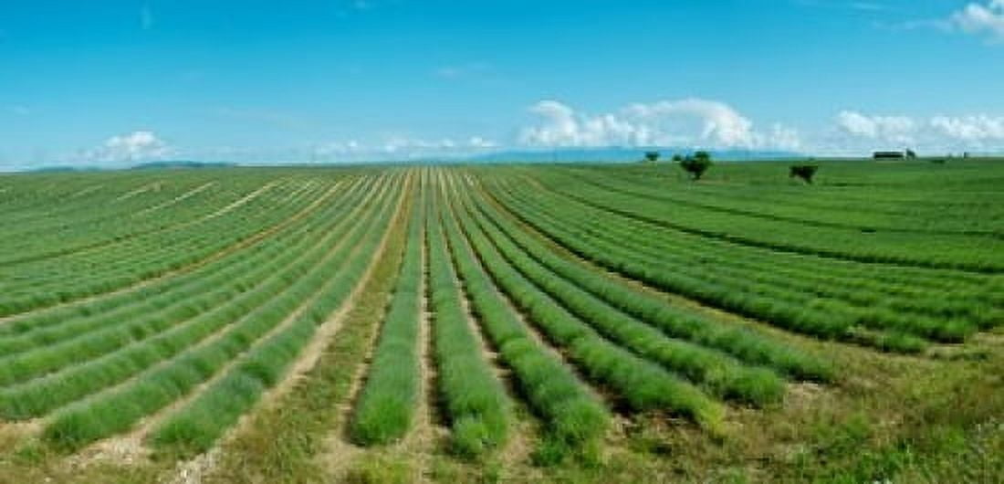 Lavender field just days prior to flowers emerging Plateau de Valensole Provence-Alpes-Cote dAzur France Canvas Art - Panoramic Images (24 x 12)