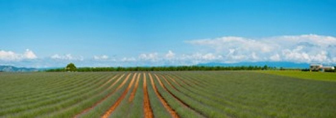Lavender field just days prior to flowers emerging Plateau de Valensole Provence-Alpes-Cote dAzur France Canvas Art - Panoramic Images (36 x 13)
