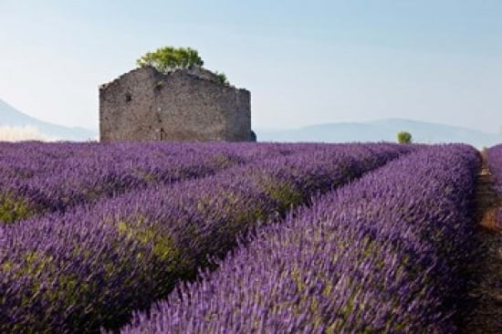 Lavender fields Provence France Canvas Art - Brian Jannsen DanitaDelimont (27 x 18)