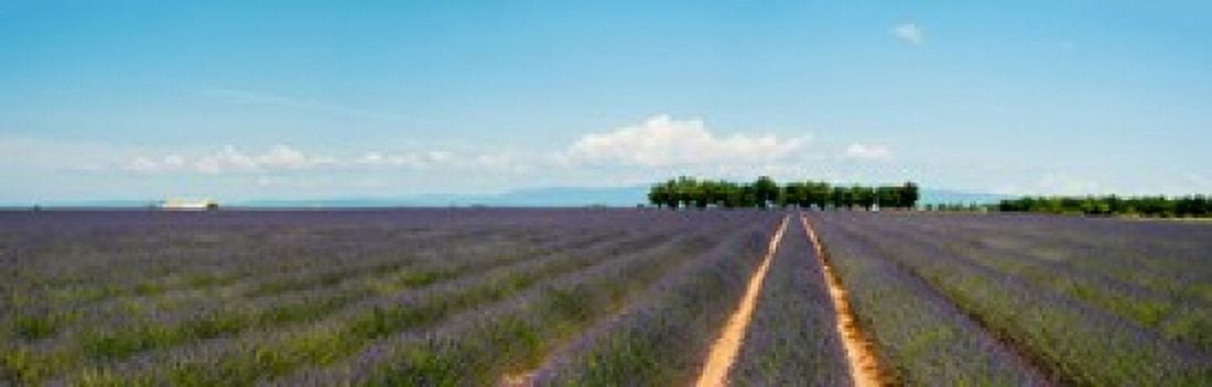 Lavender fields Route de Digne Plateau de Valensole Alpes-de-Haute-Provence Provence-Alpes-Cote dAzur France Canvas Art - Panoramic Images (18 x 6)