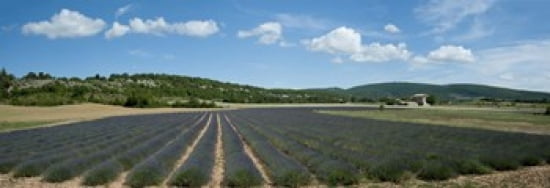 Lavender fields near D701 Simiane-La-Rotonde Alpes-de-Haute-Provence Provence-Alpes-Cote dAzur France Canvas Art - Panoramic Images (36 x 13)