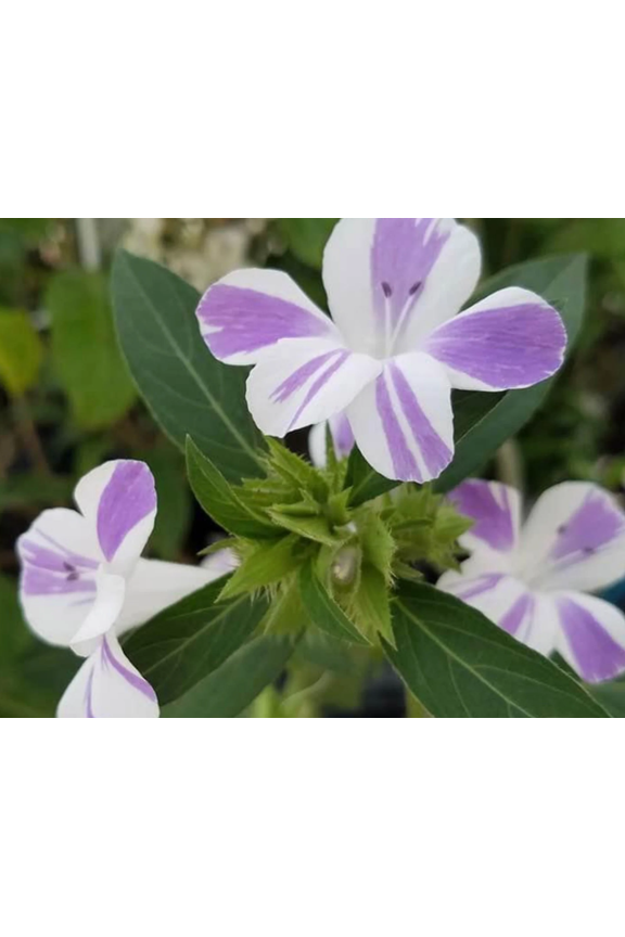 Lavender lace barleria plant, striped december flower live plant, small pot, 1 count