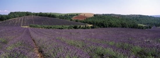 Lavenders Growing In A Field Provence France Canvas Art - Panoramic Images (36 x 13)