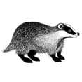 thumbnail image 1 of Lavinia Stamps - Badger, 1 of 3