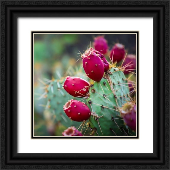 Lavoie, Tina 12x12 Black Ornate Wood Framed with Double Matting Museum Art Print Titled - Prickly Pear Cactus