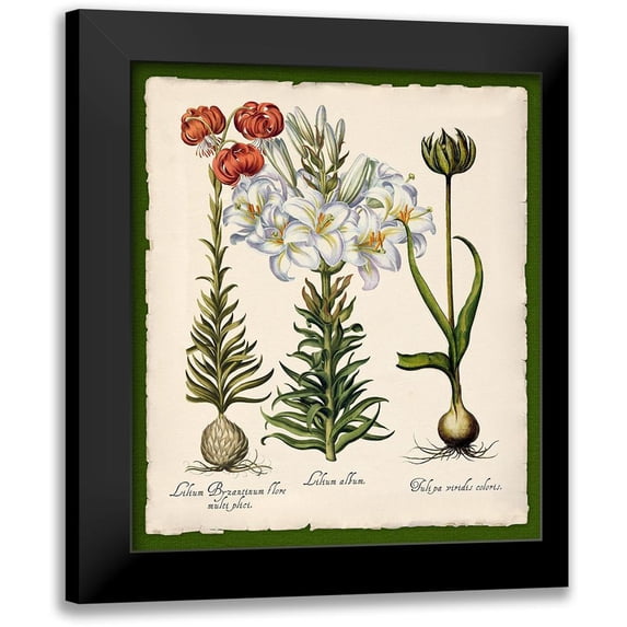 Lavoie, Tina 12x13 Black Modern Framed Museum Art Print Titled - Botanica Nostalgia III