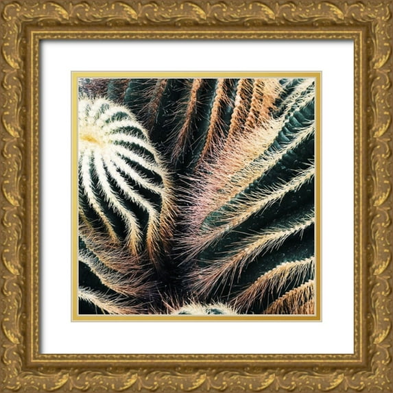 Lavoie, Tina 15x15 Gold Ornate Wood Framed with Double Matting Museum Art Print Titled - Cactus