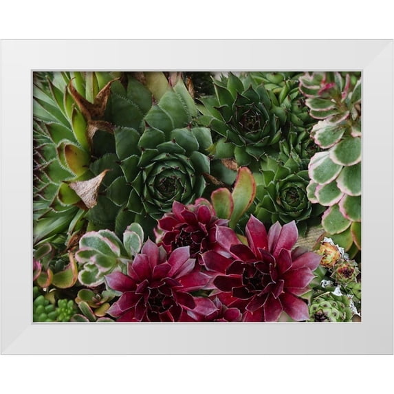 Lavoie, Tina 24x19 White Modern Wood Framed Museum Art Print Titled - Succulent Garden