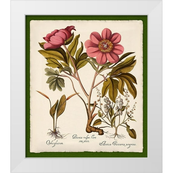 Lavoie, Tina 26x30 White Modern Wood Framed Museum Art Print Titled - Botanica Nostalgia IV