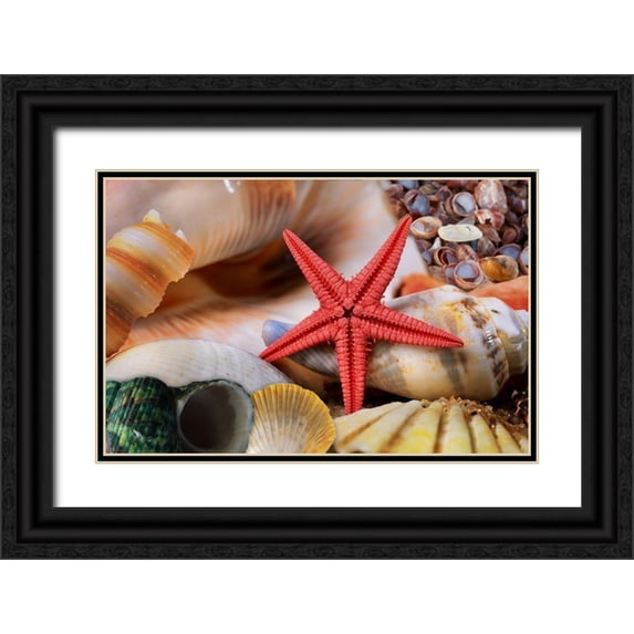 Lavoie, Tina 32x22 Black Ornate Wood Framed with Double Matting Museum Art Print Titled - Seashells