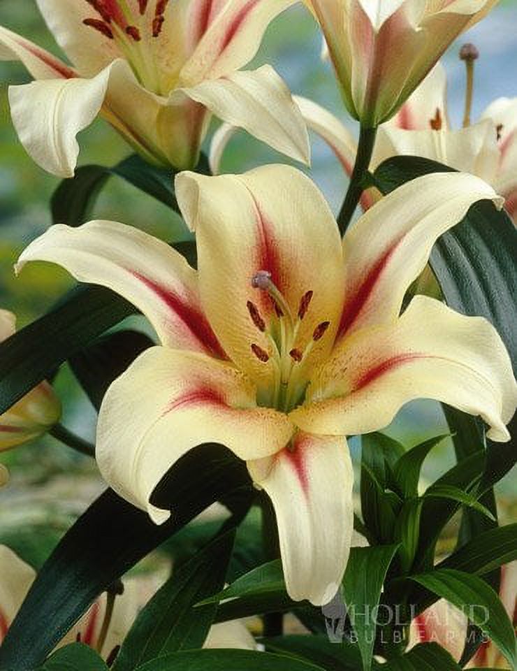 Sumatra Oriental Lily 3 Bulbs Per Package