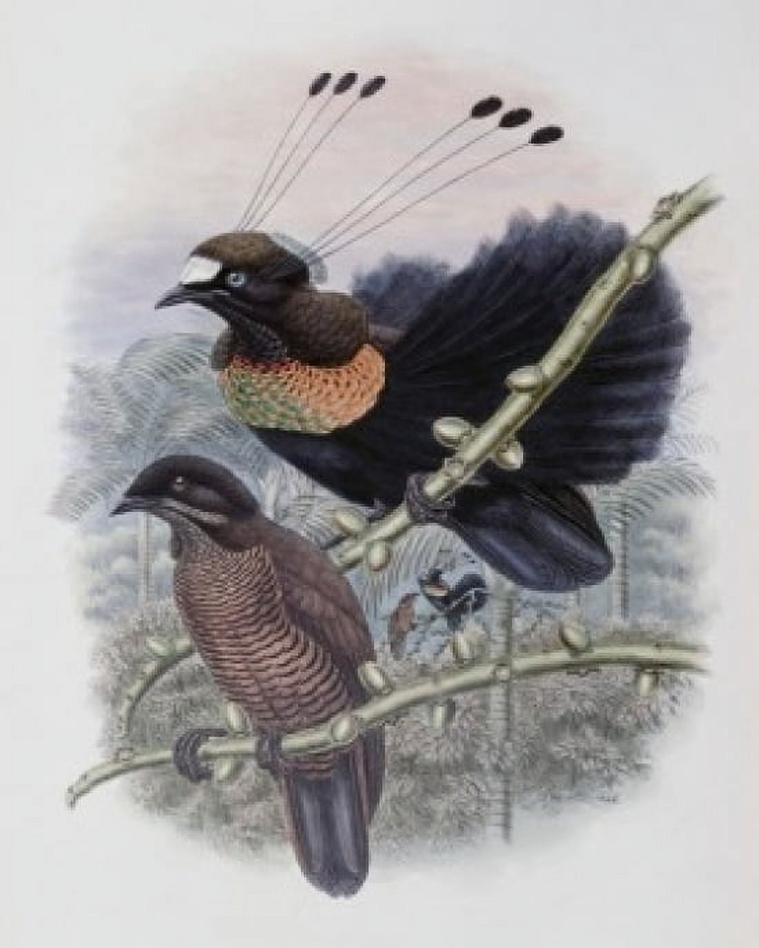 Lawes Bird Of Paradise John Gould (1804-1881 British) Canvas Art - John Gould (24 x 36)