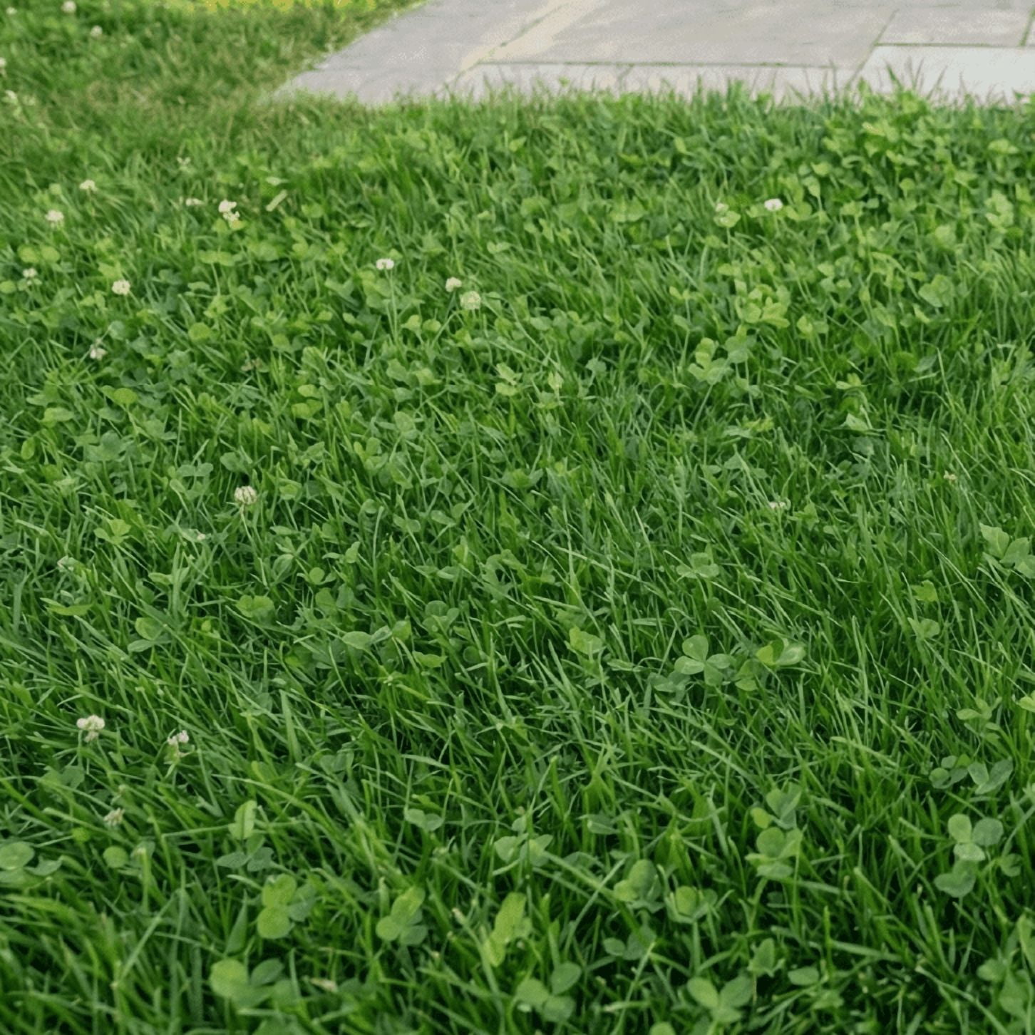 Lawn Alternative Clover Mix - 10 Lbs - 2,000 Sq Ft