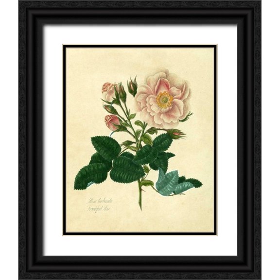 Lawrence, Mary 20x24 Black Ornate Wood Framed with Double Matting Museum Art Print Titled - Frankfort Rose