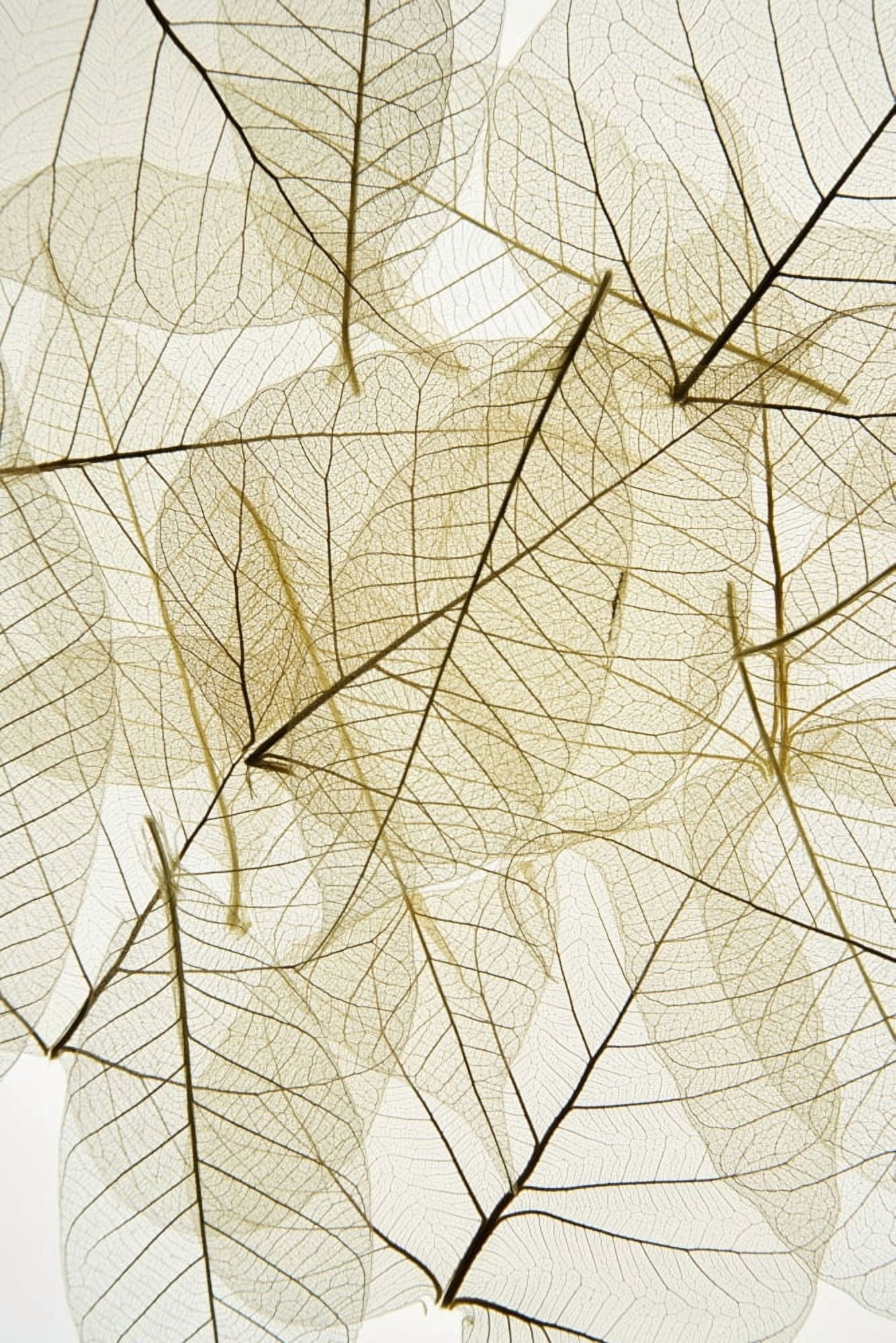 Layered Leaves Canvas Art - Kelly Redinger Design Pics (12 x 18)