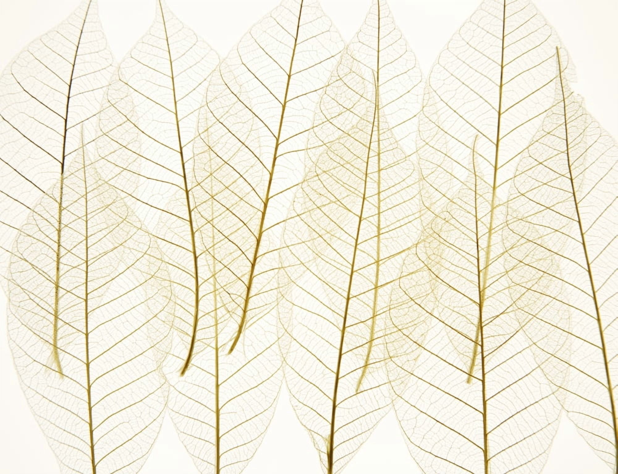 Layered Leaves Canvas Art - Kelly Redinger Design Pics (17 x 13)
