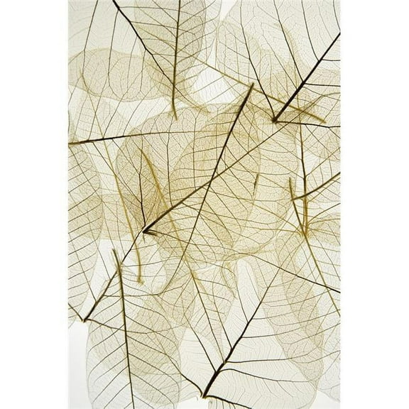 Layered Leaves Poster Print by Kelly Redinger - 12 x 18