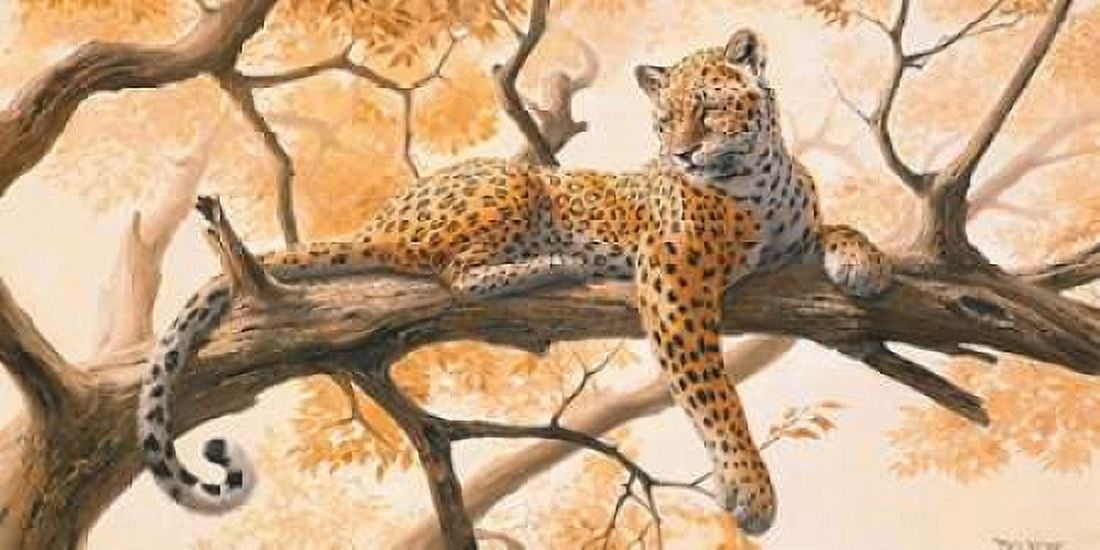 Laying tiger Canvas Art - Frank Norman (10 x 20)