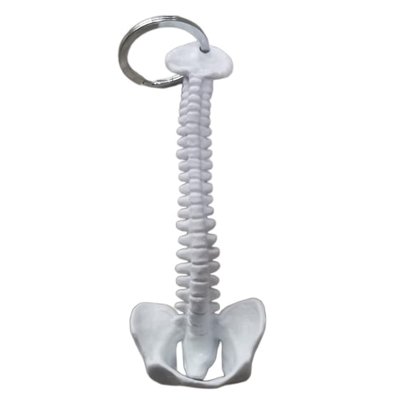 Lazsy 1pc Mini Handcrafted Human Spine Skeleton Model Keyring Kids School Supplies