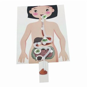Lazsy 2xHuman Digestive System Model, Early Education Simulation Body Parts Organs, 5 Pcs