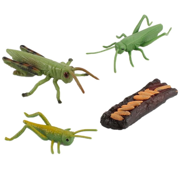 Lazsy Grasshopper / Animal Growth Life Cycle Figures Playset Kids Pre Imagination Toys Style