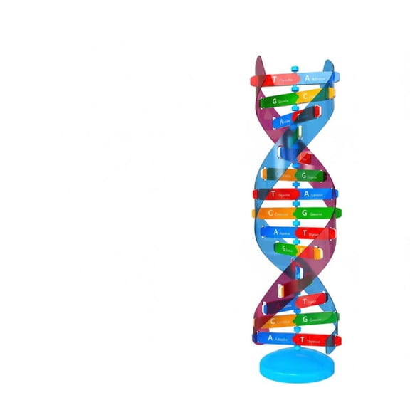 Lazsy Model Genetics Education Double Spiral Model Freestanding Science Teaching Aid for Classroom, Dna Model Eva