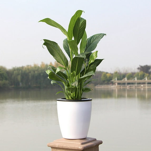 Lazy Flower Pot with Automatic Water Absorption, Self Watering Planter for Indoor Plants, for Home,Office & Indoor Gardening, S