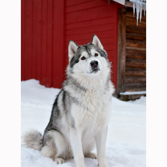 Lcdjbfbf 5D Diamond Painting Kits for Beginners,Husky crystal Art Kit,DIY Full Round Drill Diamond Dot Gem Art Kits,for Living Room Home Wall Decor (12X16 Inch)