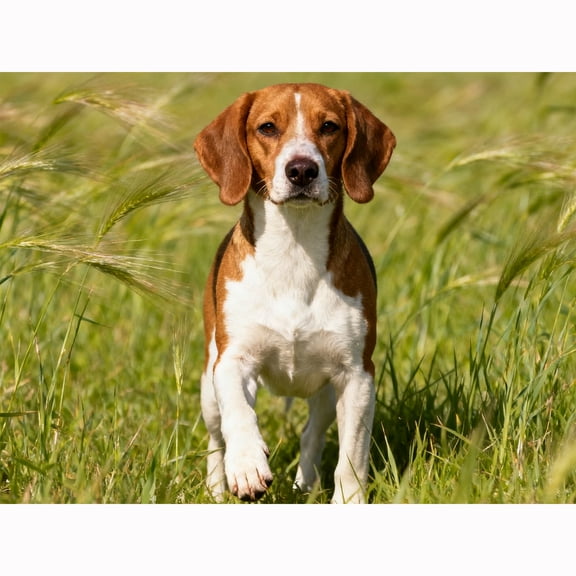 Lcdjbfbf 5D Diamond Painting Kits,DIY Full Round handmade crystal Decor,Beagle Hand embroidered pattern,for Beginners Paint by Number Diamond Painting,for Living Room Home Decor 12x16 inch