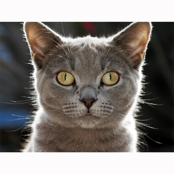 Lcdjbfbf 5D cross stitch Art Kit,British Shorthair pattern,by Number Stitch Arts and Crafts,DIY Paint Round Diamonds Paintings embroidery,for Home Living Room Wall Decor (16X12 Inch) 30x40cm