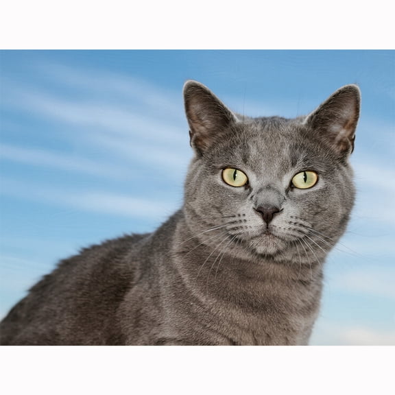 Lcdjbfbf British Shorthair pattern crystal Decor,5D embroidery Art Kit Paint by Number Diamond Painting Kits for Beginners Craft,DIY Full Round Drill Diamond Dot Gem handmade Home Decor 12X16 Inch