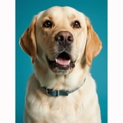 Lcdjbfbf DIY 5D Round Full Drill Diamond Dot Gem Art Kits,Labrador Retriever pattern,Art for Home Wall Decor,Diamond painting handmade for Beginners,animal Crystal Gem cross stitch 16x12 inch