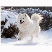 Lcdjbfbf DIY 5D Round Full Drill Diamond Dot Gem Art Kits,cross stitch handmade for Beginners Samoyed,Art for Home Wall Decor,animal Crystal Gem Art decoration 16x12 inch