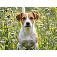 thumbnail image 1 of Lcdjbfbf DIY Full Round handmade Home Decor,5D Diamond Painting Kits,for Beginners Paint by Number Diamond Painting,jack russell terrier pattern,Arts and Crafts for Living Room Decor 30x40cm, 1 of 1