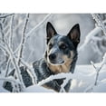 thumbnail image 1 of Lcdjbfbf DIY handmade Home Decor,5D Diamond Painting Kits,for Beginners Paint by Number Diamond Painting,Australian Cattle Dog,Arts and Crafts for Living Room Home Wall Decor 12x16 inch, 1 of 1