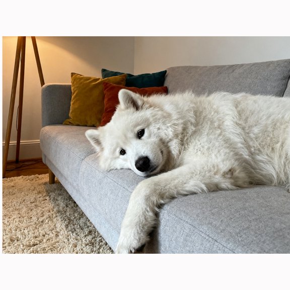 Lcdjbfbf DIY handmade Home Decor,5D Diamond Painting Kits,for Beginners Paint by Number Diamond Painting,Samoyed pattern,Arts and Crafts for Living Room Home Wall Decor 12x16 inch