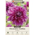 thumbnail image 1 of Le Baron Dahlia - Decorative Flower - 2 bulbs, 1 of 4