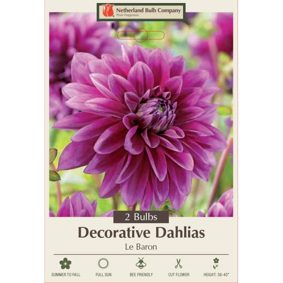 Le Baron Dahlia - Decorative Flower - 2 bulbs