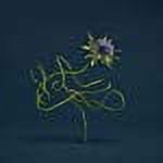 Le Mirage de Zo [LP] - VINYL