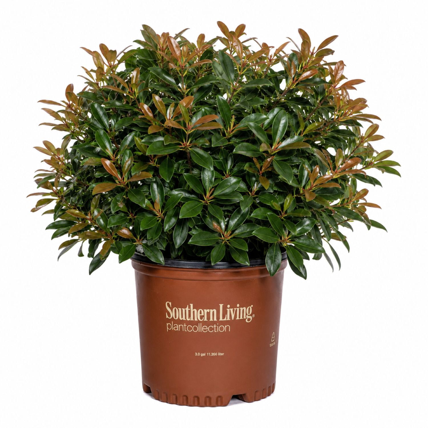 Southern Living LeAnn Cleyera Live Shrub in 3-Gallon Grower Pot