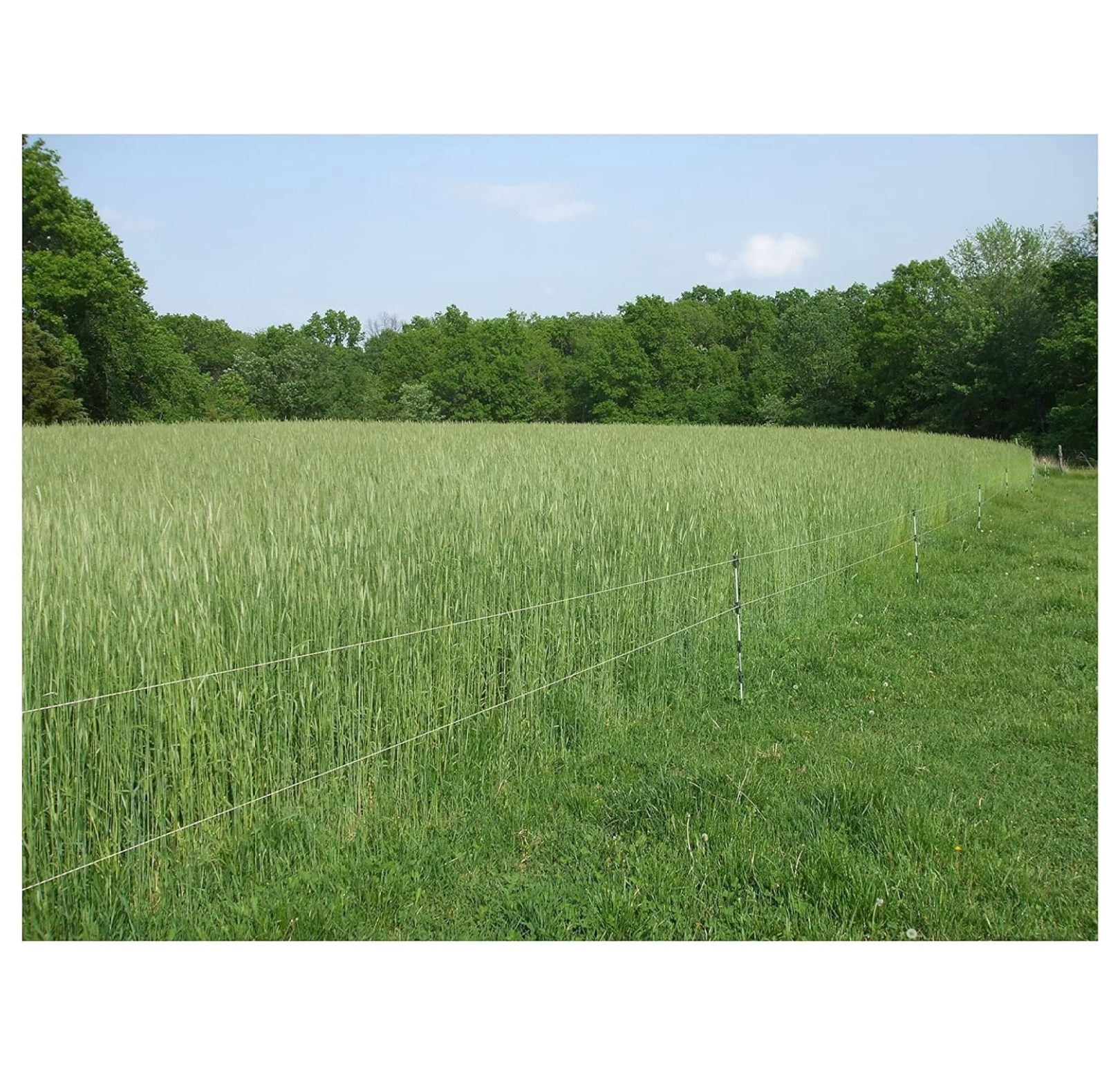 LeCeleBee 5 lb Cereal Rye Grain Seeds Open Pollinated Cover Crop Forage