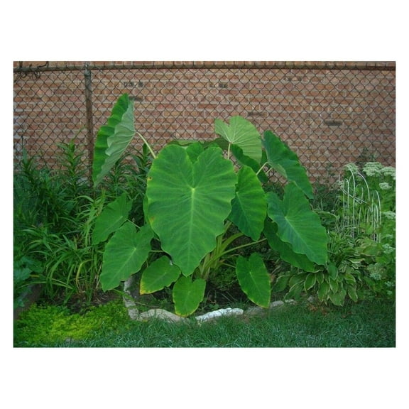 LeCeleBee 6 Colocasia Esculenta Elephant Ear Bulbs
