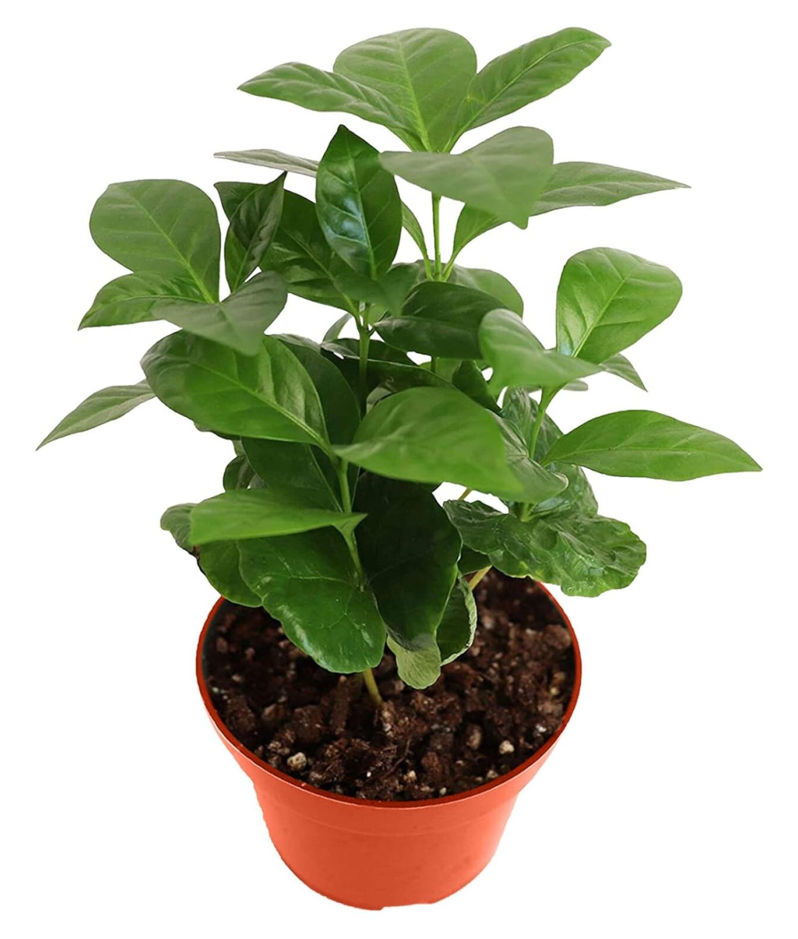 LeCeleBee Arabica Coffee Plant 4'' Live Plant, Coffee Tree, Cutie Beans, Indoor Plant Care