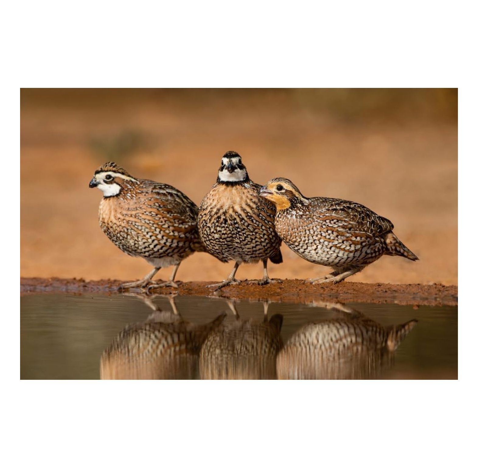 LeCeleBee Bobwhite Quail Eggs for Hatching Fertile Hatchin Eggs (10