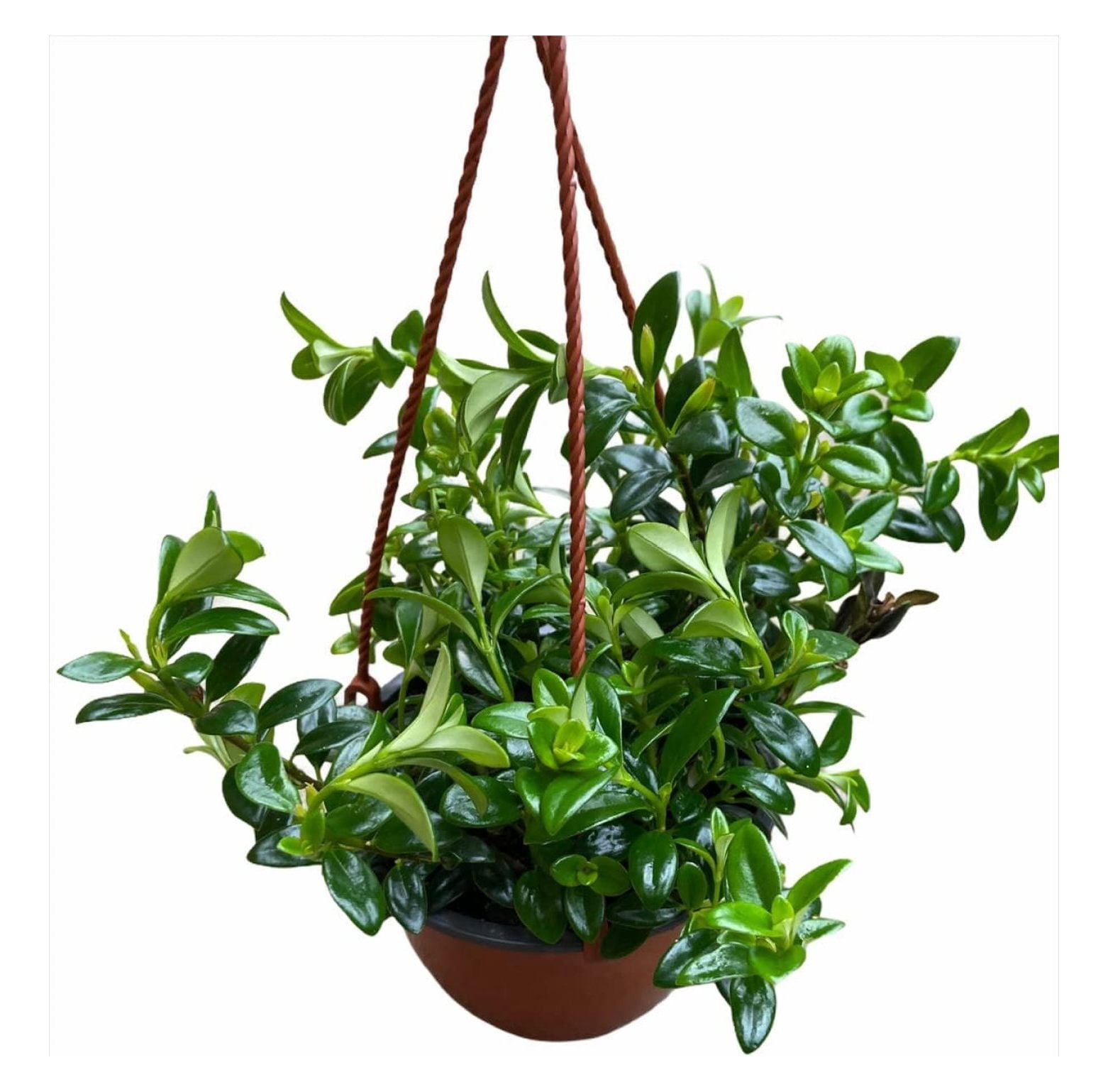 LeCeleBee Goldfish Plant 6inch Hanging Pot Profuse Bloomer Plant