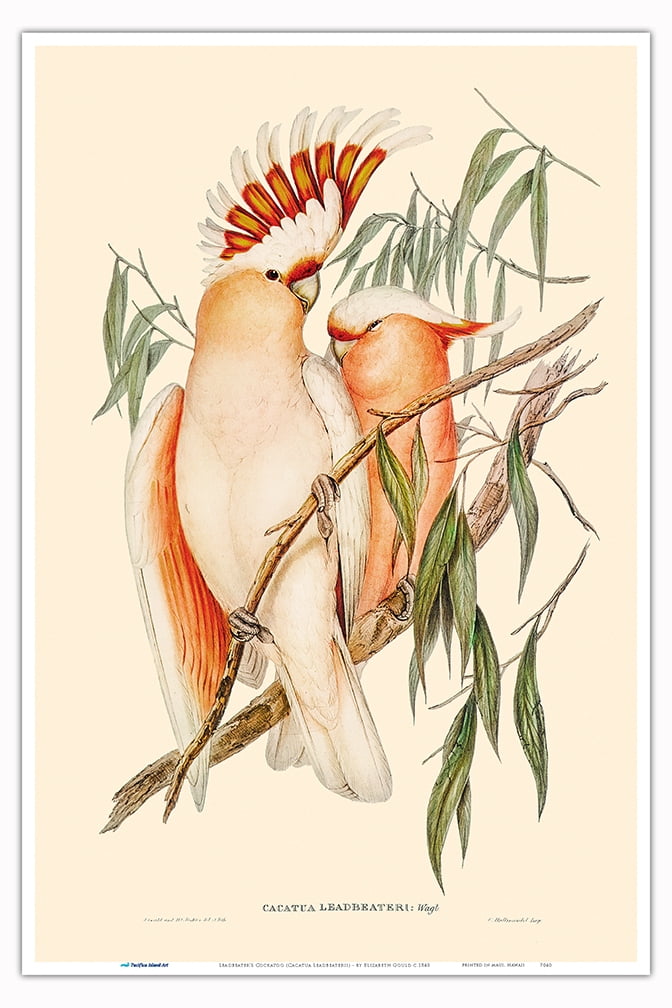 Leadbeater's Cockatoo (Cacatua Leadbeaterii) from The Birds of