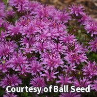 Leading Lady Amethyst Bee Balm - 1 Gallon Perennial