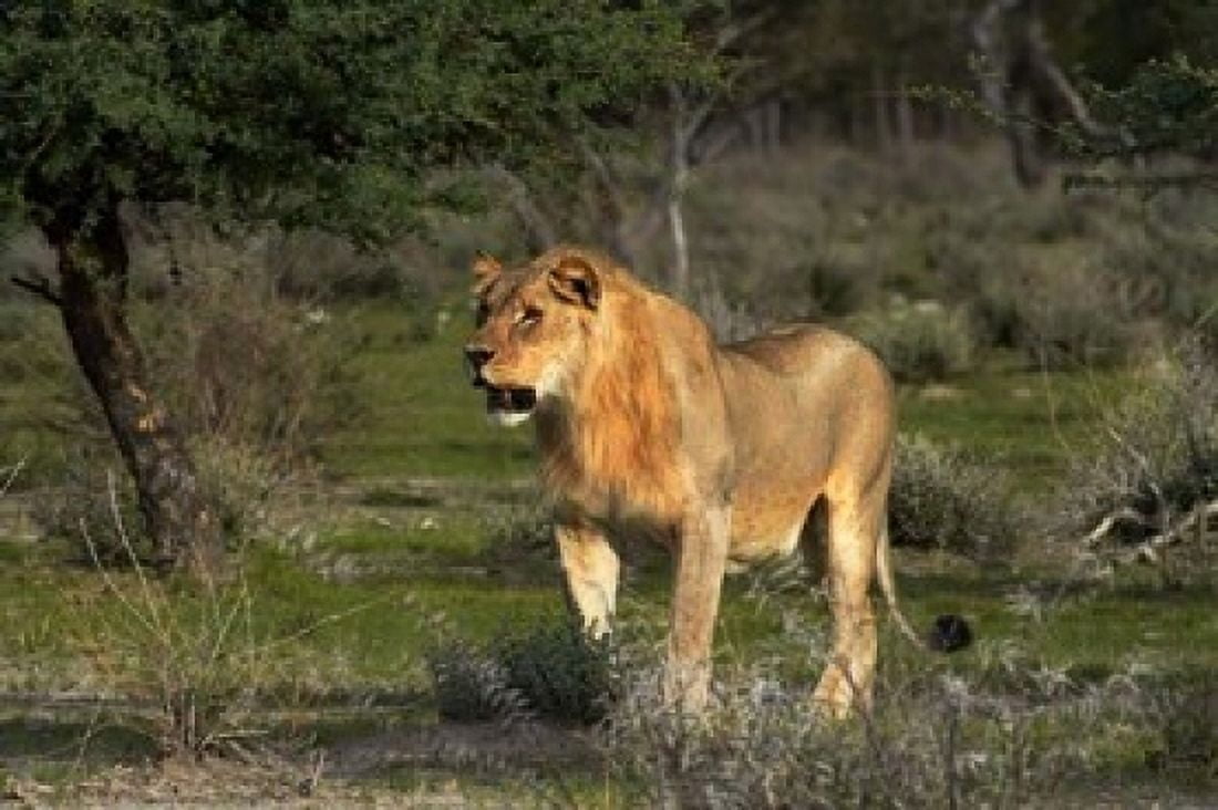 Young Male Lion Pan